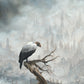 King Vulture