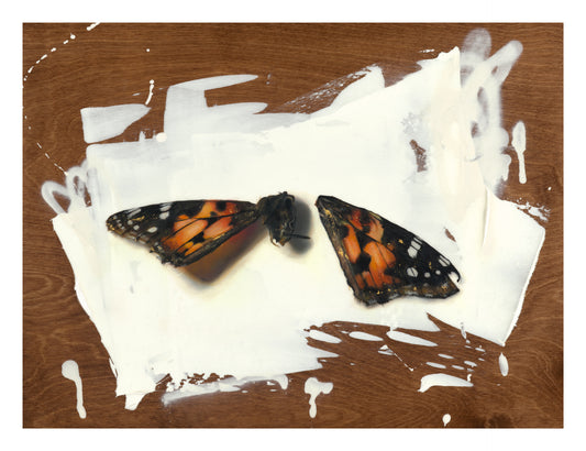 Butterfly with detached wing on a white background against a wooden background