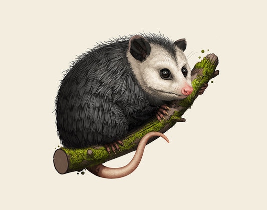 Virginia Opossum