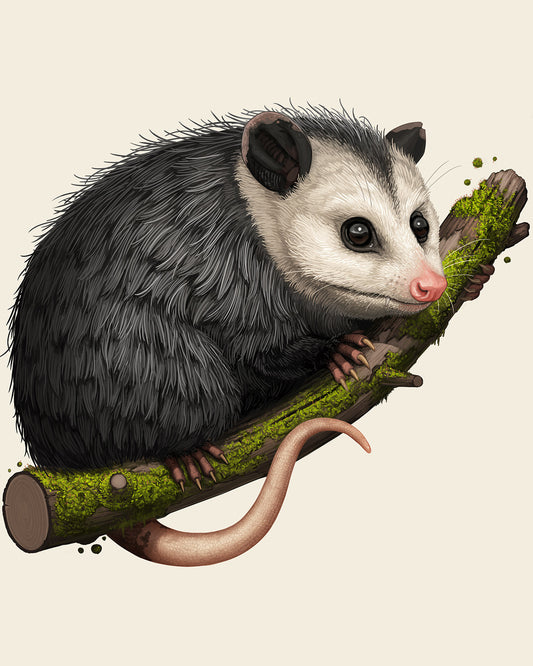 Virginia Opossum
